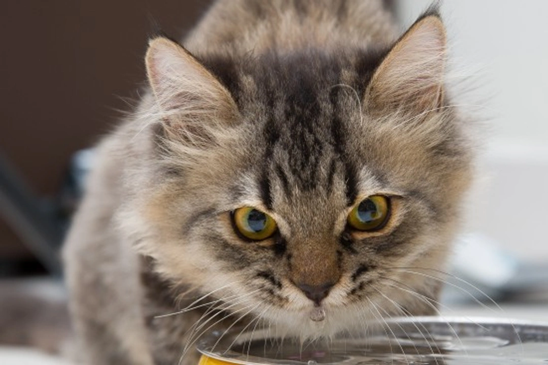 How to Tell if Your Cat is Dehydrated: Signs & Tests