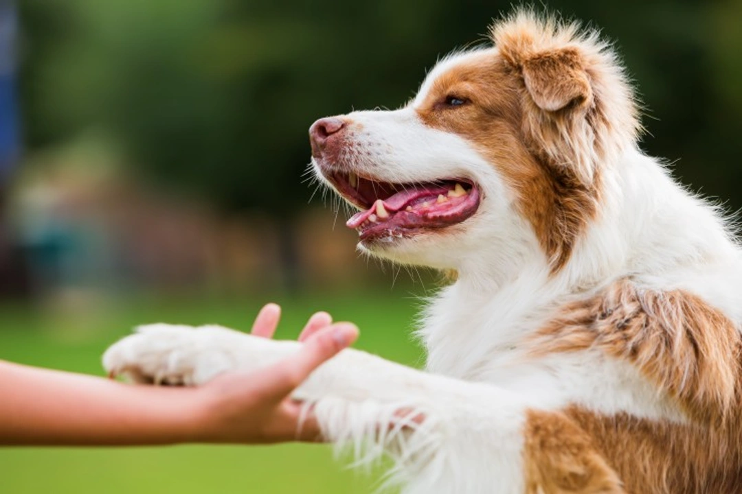 Why Dogs Chew Their Paws: Causes & Solutions
