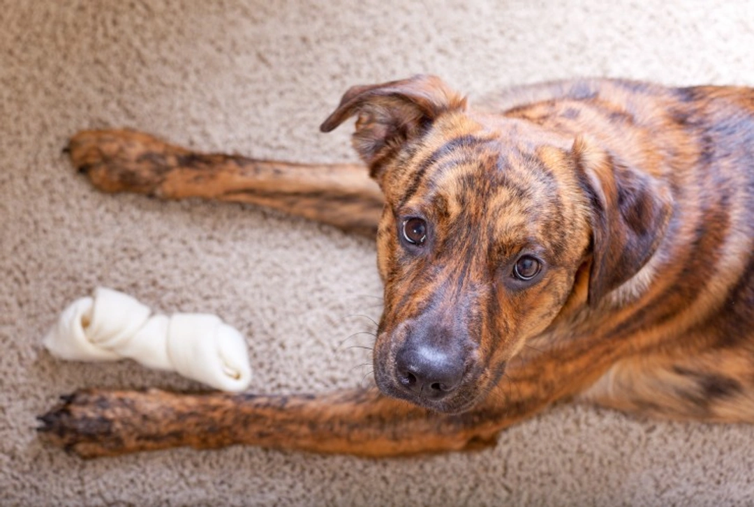 Why Do Dogs Scratch and Tear Up Carpets? Causes & Solutions