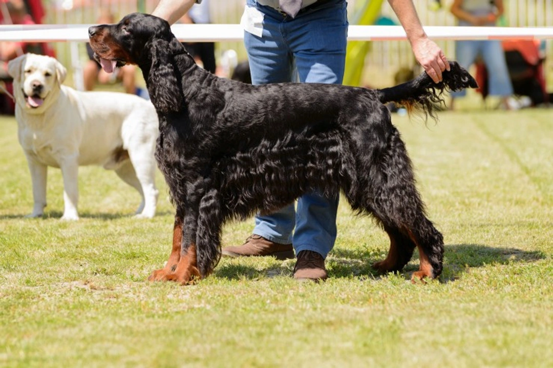 6 Essential Dog Show Etiquette Tips for Spectators