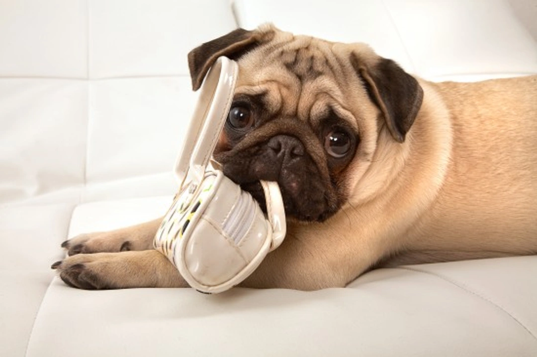 Leave it! 5 Simple Steps to Train Your Dog Away From Possessions