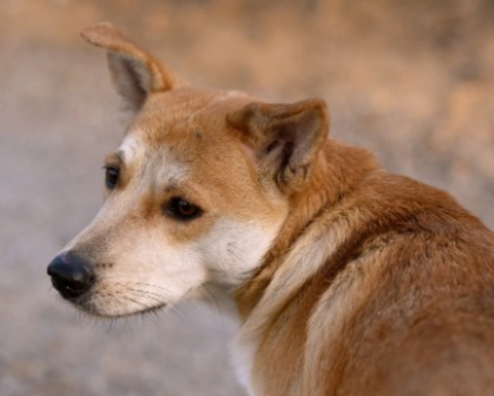 Associazioni Animali: L'Arca di Annalisa onlus