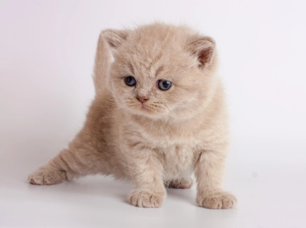 Wobbly Kitten Syndrome: Causes, Diagnosis & Care Guide