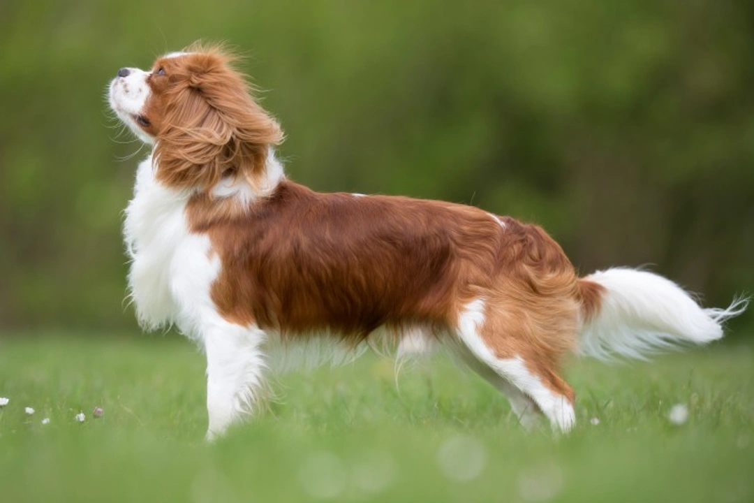 Cavalier King Charles Spaniel Controversy at Crufts Explained