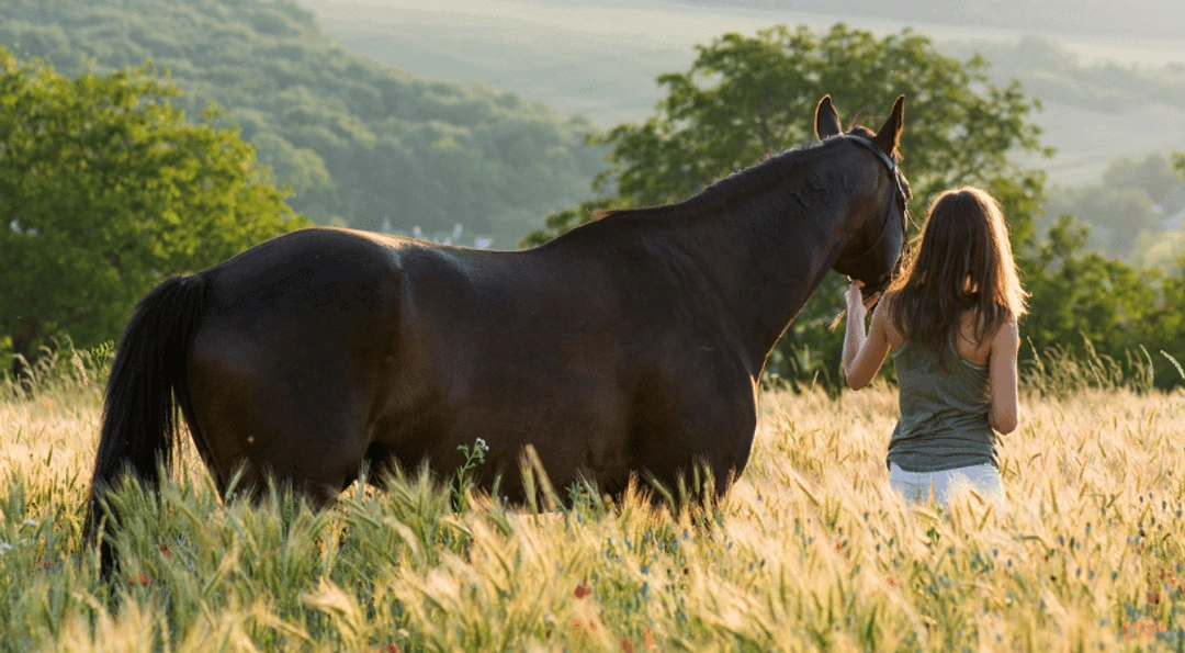 Må bättre genom att umgås med hästar