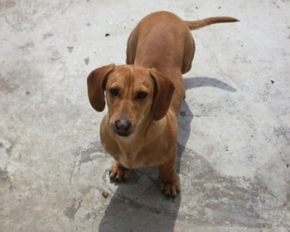 Bassotti: 10 curiosità e cose da sapere