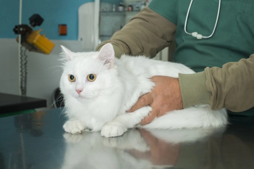 How to Make Vet Visits Less Stressful for Your Cat