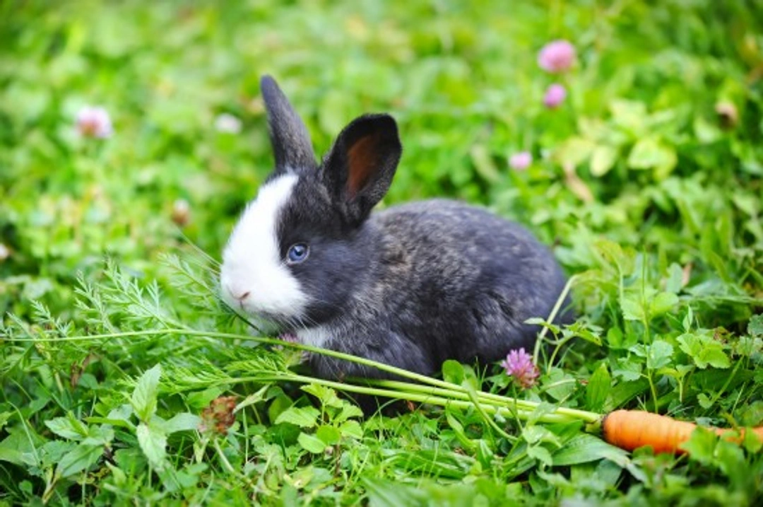 Essential Care for Rabbits: 8 Key Health Tips