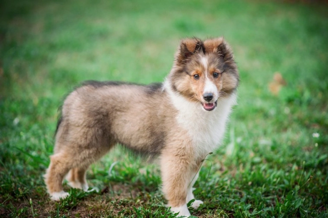 3 Alternative Dog Breeds for Border Collie Buyers