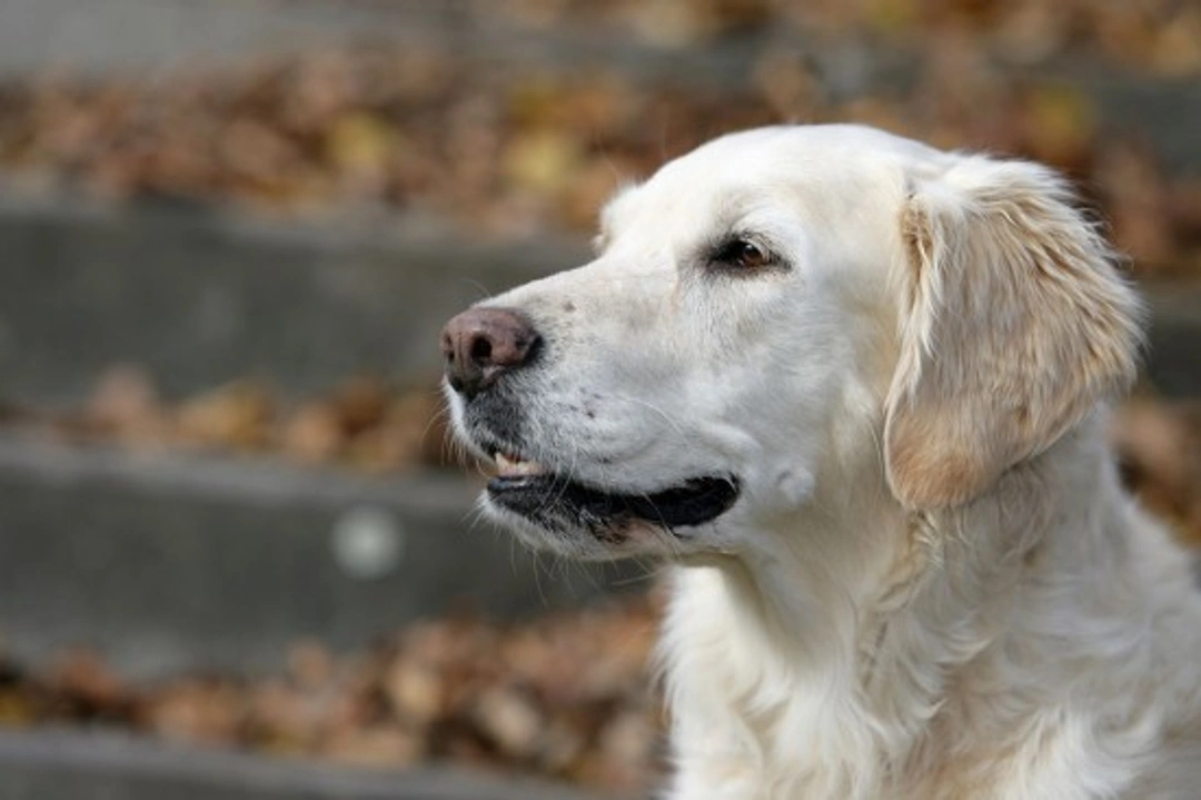 IBS in Dogs: Causes, Symptoms & Effective Management