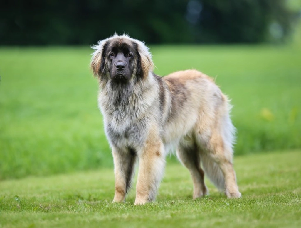 Leonberger Polyneuropathy 1: Understanding and Testing LPN1