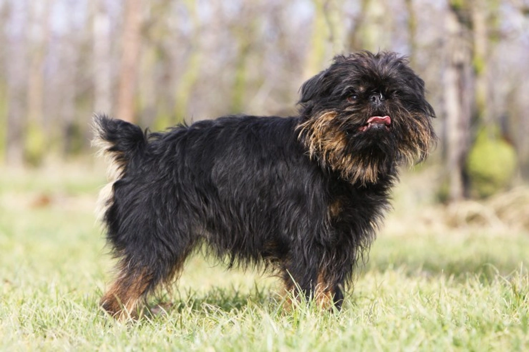 The Three Types of Griffon: Guide to These Charming Dogs