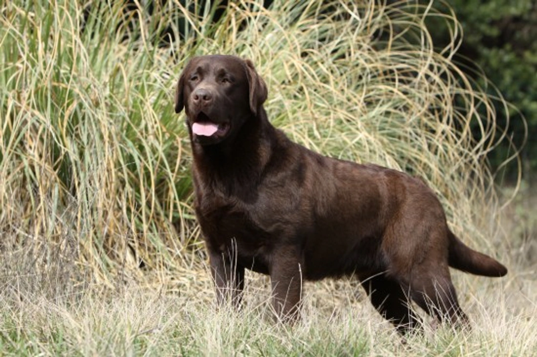 Breed standards in dogs: What they encompass and why they matter