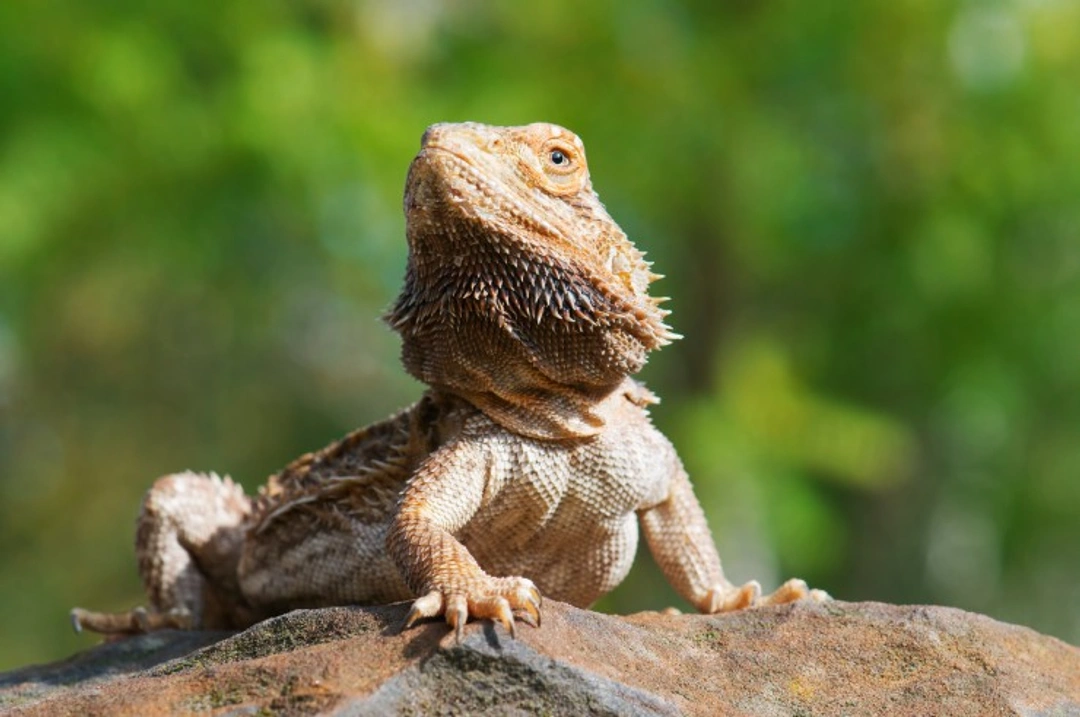 Impaction in Bearded Dragons: Causes, Signs & Treatment