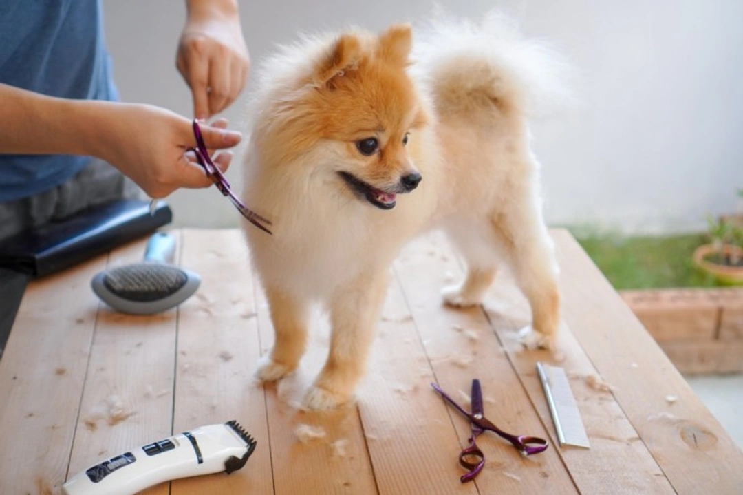 How to care for your dog’s coat when groomers are closed