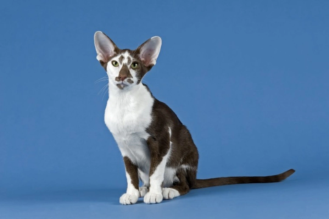 Oriental Shorthair Cat: 10 Key Facts to Know Before Buying