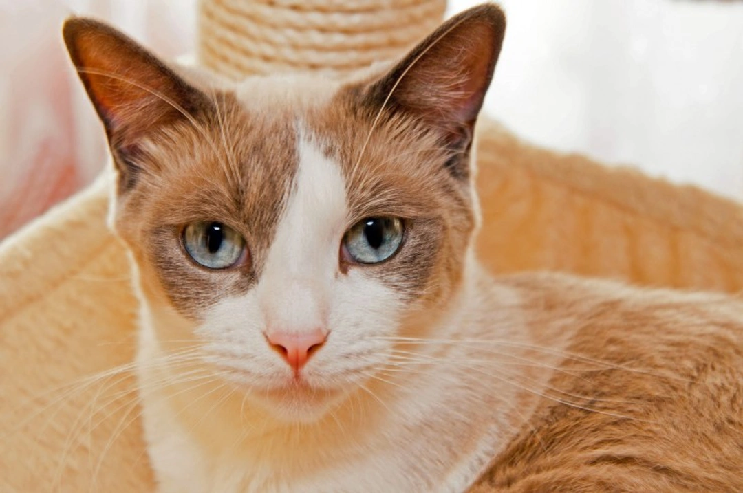 Snowshoe or Thai Cat: Which Breed Is Best for You?