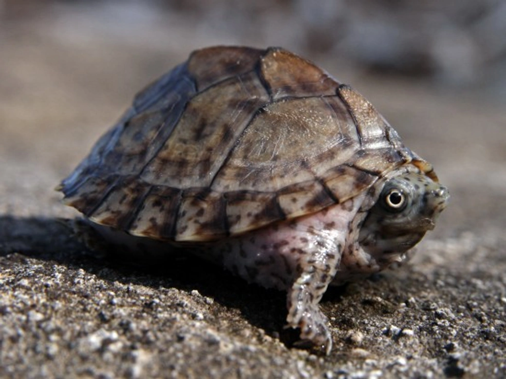 Musk Turtles: Caring for the Little Turtles with Big Attitude