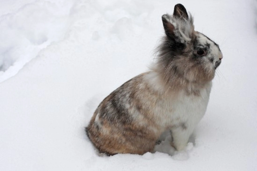 Caring for Rabbits in Winter: Essential UK Pet Care Tips