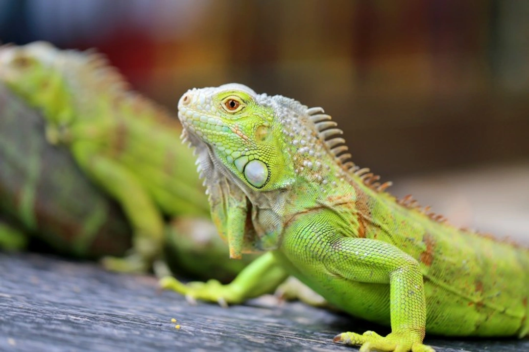Can You Really Tame a Pet Iguana? Essential Guide