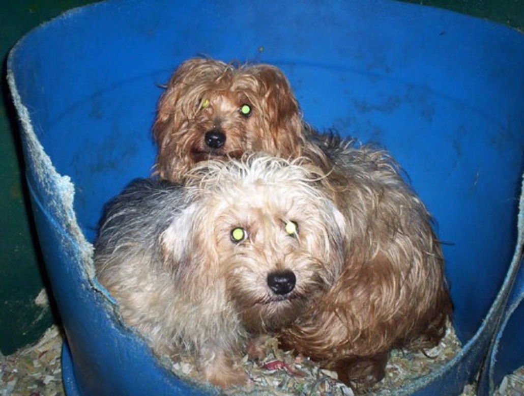 Vermijd puppyfabrieken: waarom en hoe je ze herkent