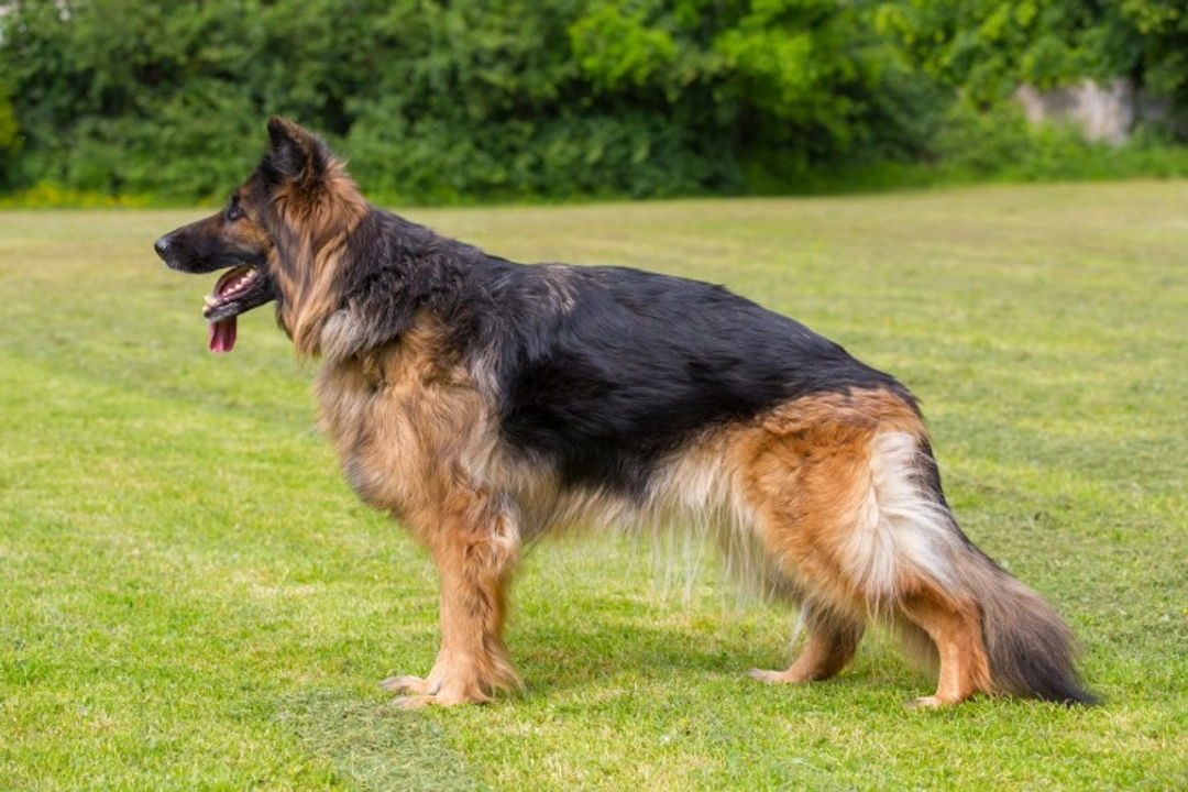 German Shepherd Hip Dysplasia: Causes and Responsible Breeding