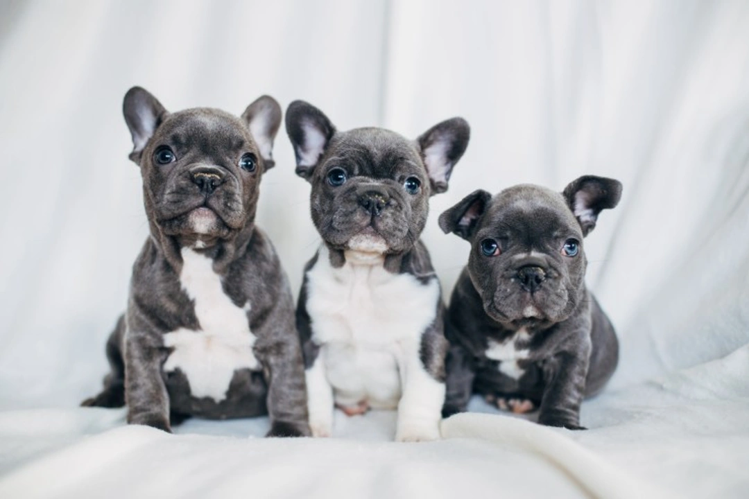 Predicting French Bulldog Litter Size with Expert Tips
