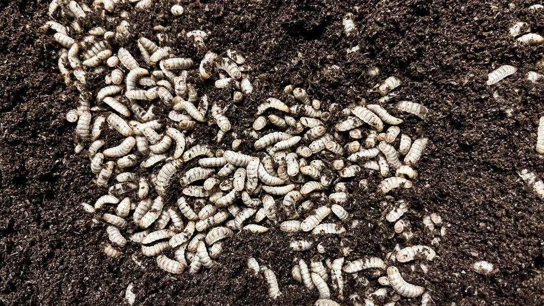 Hur kan vi bromsa antibiotikaresistensen?  - Ditt foderval påverkar!