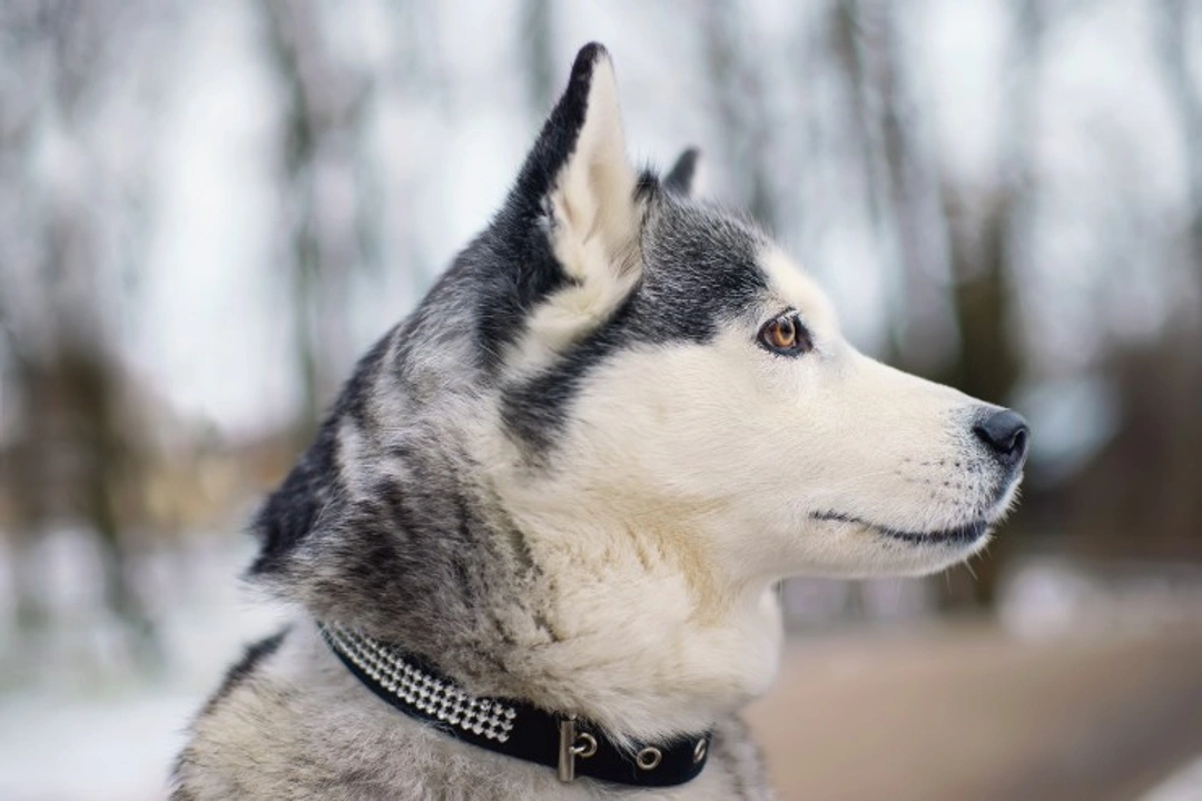 How Weather & Seasons Affect Your Dog's Health & Behavior