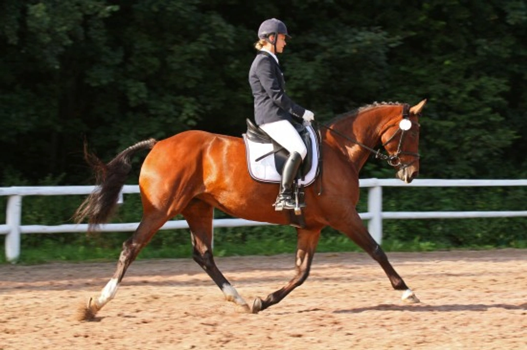 Does Your Sport Horse Really Have a Big Heart? What Science Says