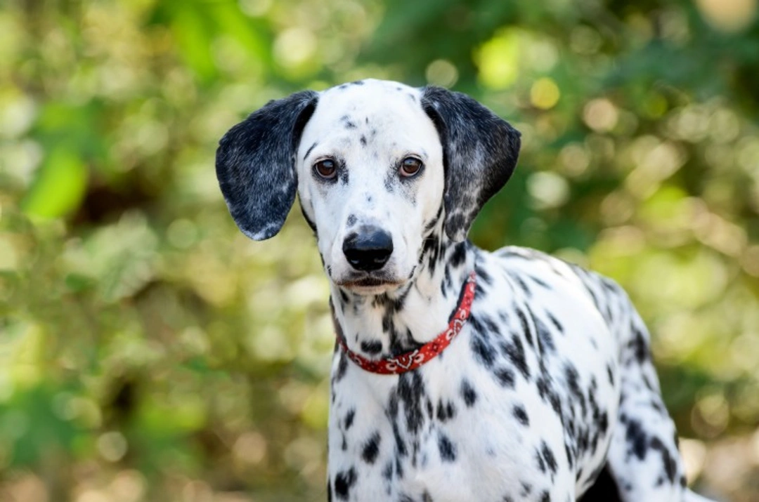 3 Alternative Breeds for Prospective Dalmatian Buyers