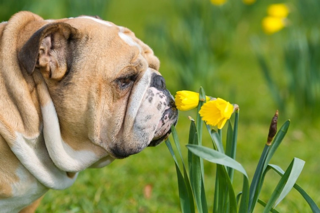 Daffodil Toxicity in Dogs: A Serious Springtime Warning