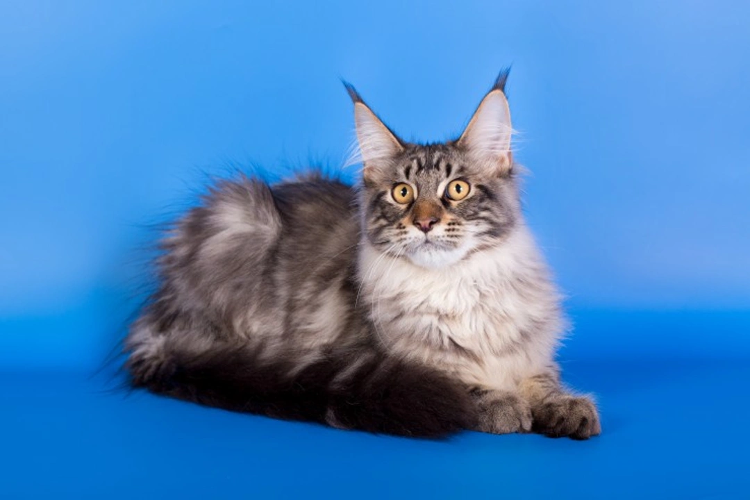 Should You Show Your Cat? A Complete Guide to Cat Showing