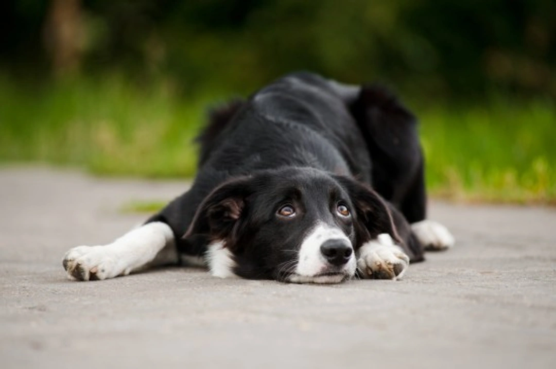 Recognising When Your Dog May Be Suffering: Key Signs to Spot