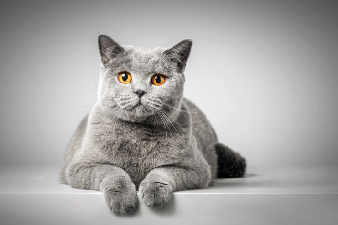 10 Fascinating Facts About British Shorthair Cats