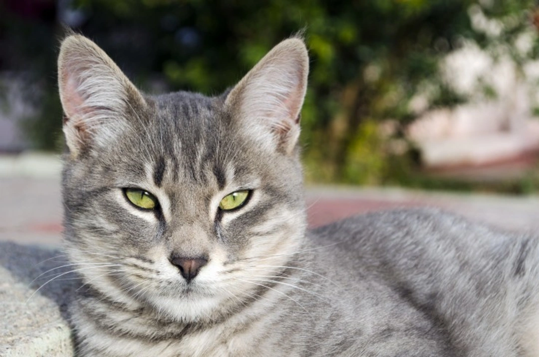 What Causes a Cat's Personality to Change? Key Reasons Explained