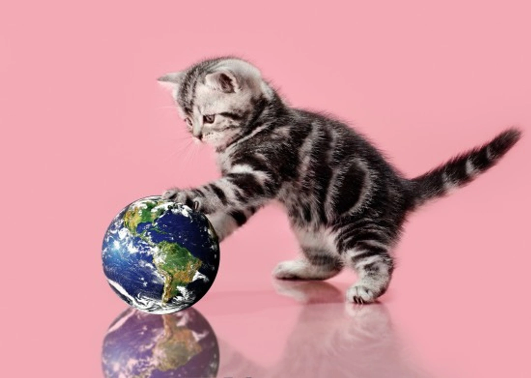 Cats & World Records: Fascinating Feats & Fun Facts
