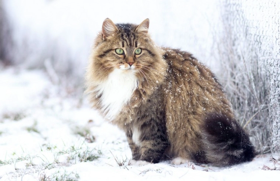 Is the Siberian Cat Breed Hypoallergenic? Facts & Insights