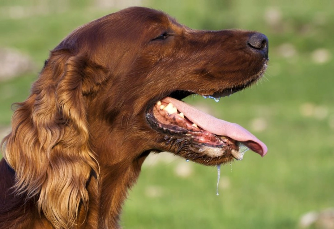 Dogs and Dental Antibiotics: Use and Prevention