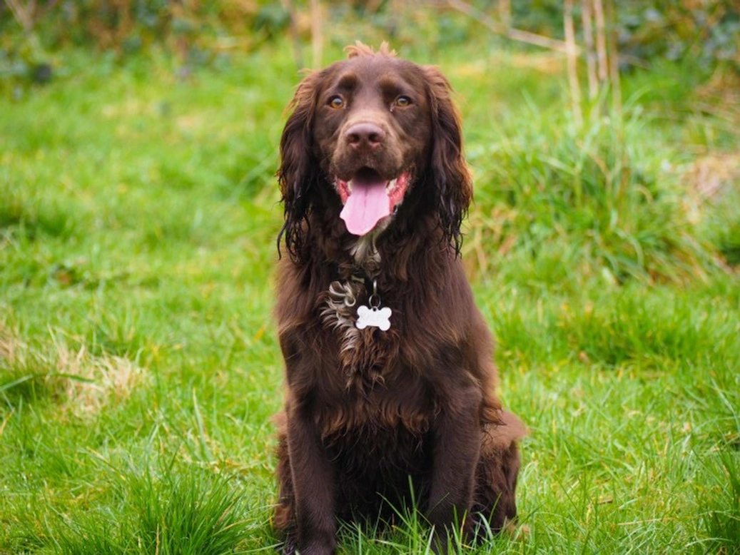Sprocker Spaniel Guide: Origins, Traits & Care Tips