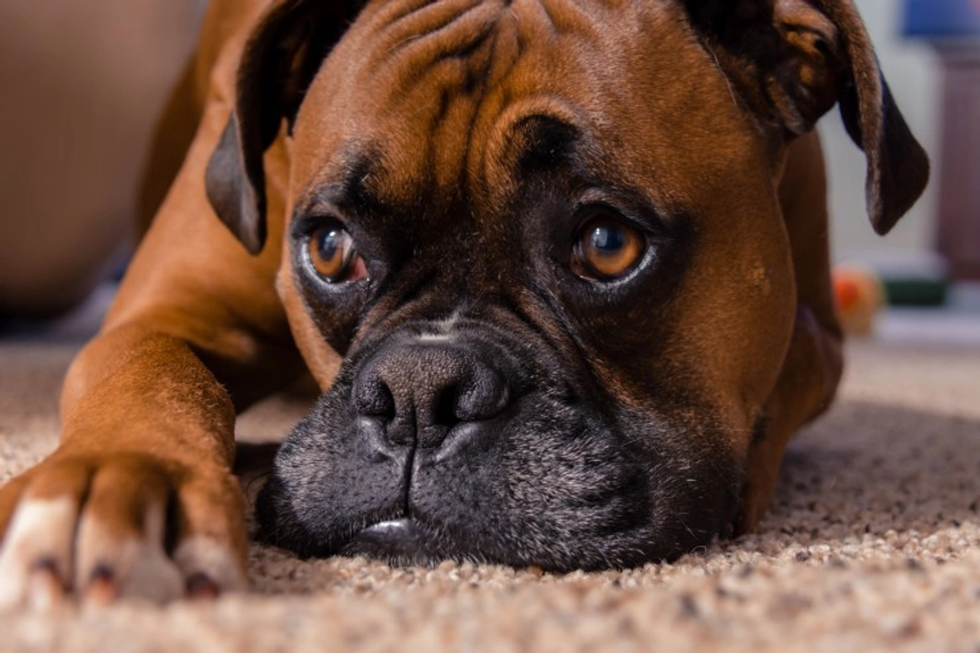 Entropion in Dogs: Causes, Symptoms & Treatment