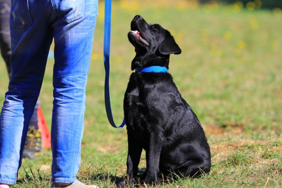 How to Motivate a Labrador Retriever During Training