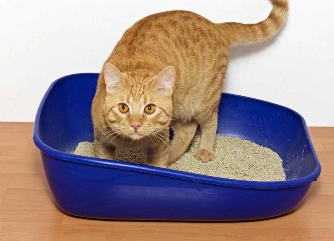 Why Won’t My Cat Use Their Litter Tray? Top Causes & Fixes