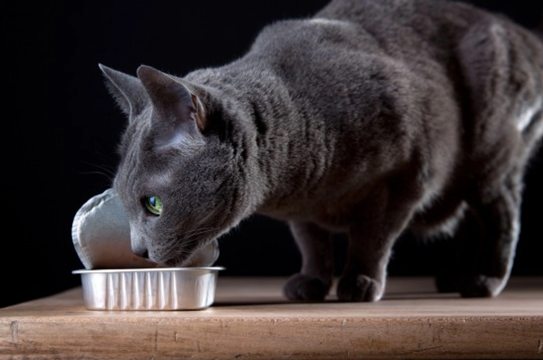 How Many Calories Do Cats Need? Cat Food Feeding Guide