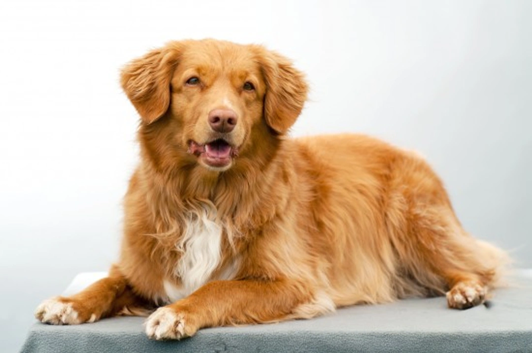 Nova Scotia Duck Tolling Retriever Health & Testing Guide