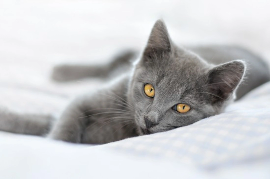 Caring For Your Cat After Neutering: Complete Aftercare Guide