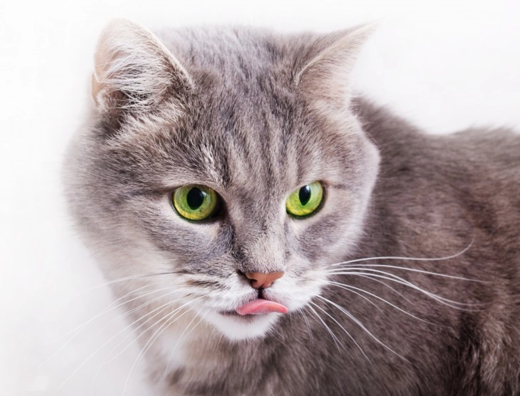 Bruxism in Cats: Causes, Signs & Treatment Guide
