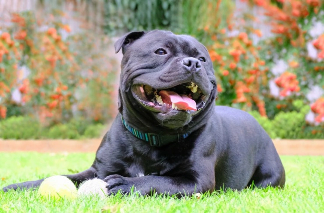 How to Train a Staffordshire Bull Terrier Puppy: A Positive Guide