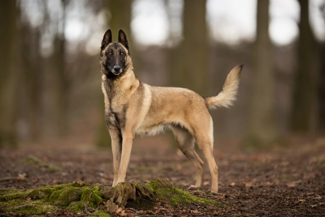 4 Key Insights into Belgian Malinois Dog Breed