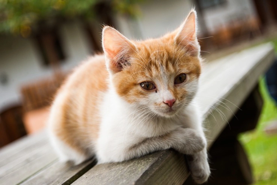10 Strange Facts About Cats You May Not Know